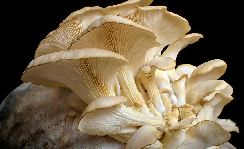 The Rise of Functional Mushrooms in Wellness