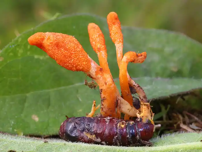 cordyceps mushroom