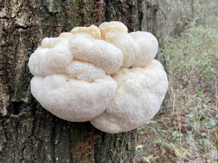 lion's mane mushroom