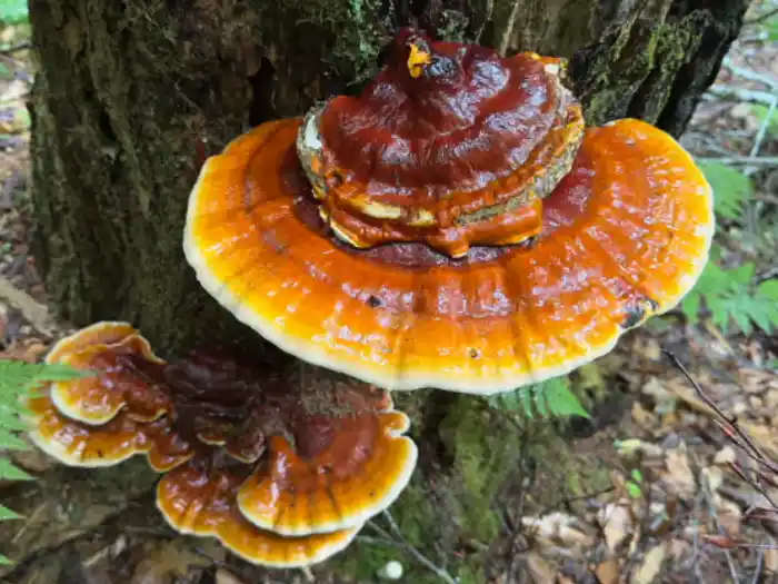 reishi mushroom